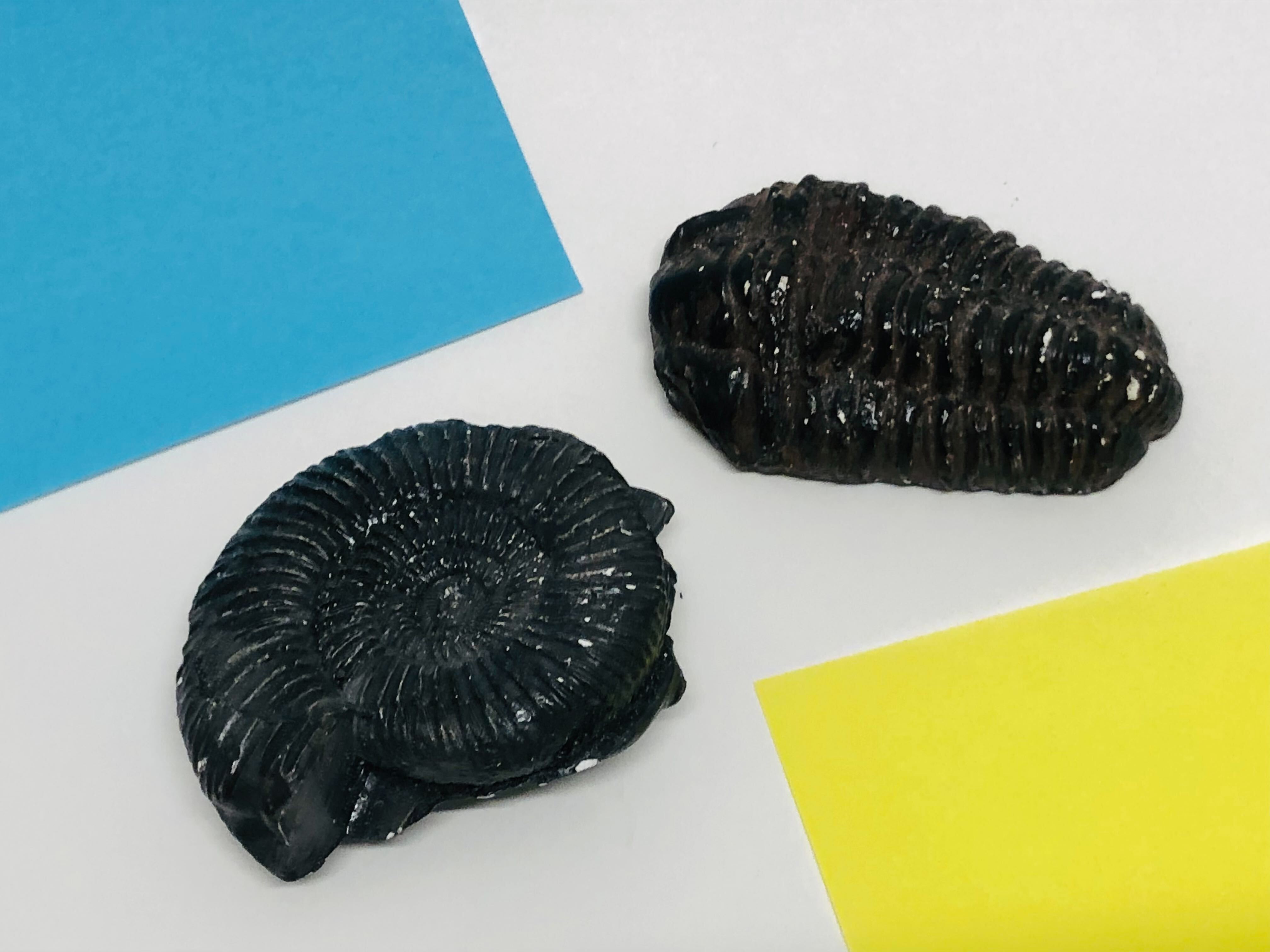 ひらめきラボ土曜出張編～オリジナル化石づくり・未就学児編～