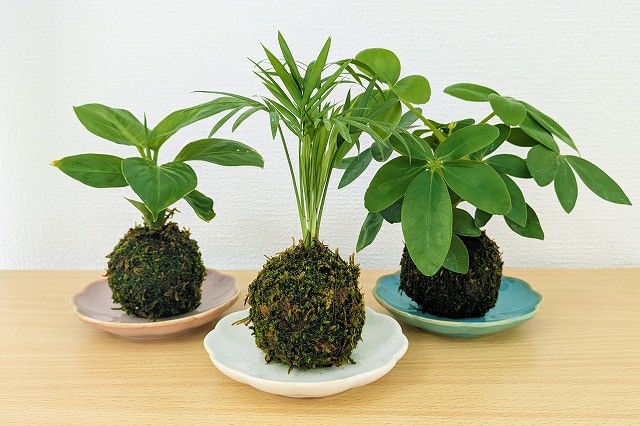 親子で苔玉づくりワークショップ
