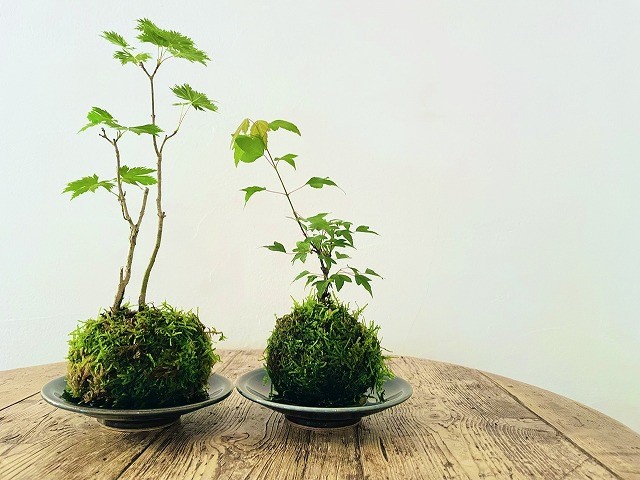 苔玉づくりワークショップ
